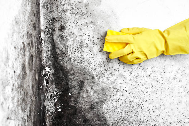 Best Basement Mold Removal  in Foresthill, CA
